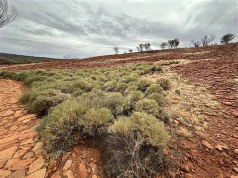 10 Best Hikes and Trails in Uluṟu-Kata Tjuṯa National Park | AllTrails