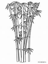 Hudyarchuleta Bamboo Coloring Pages sketch template