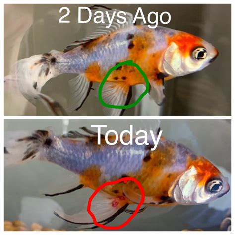 Possible Fin Rot? : r/Aquariums