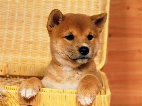 Shiba Inu Wallpapers - Wallpaper Cave