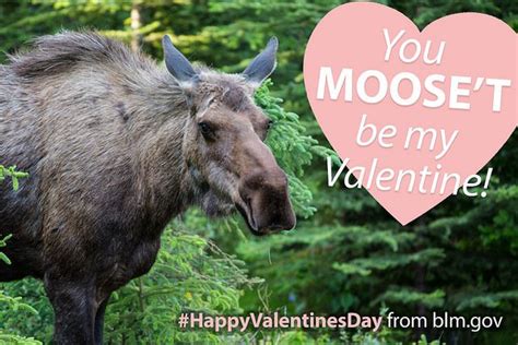 Happy Valentine's Day! Moose Valentine | Happy valentine, Punny ...