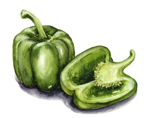 Fresh bell pepper watercolor print #bellpeppers fresh bell pepper watercolor print by CarynDahm ...