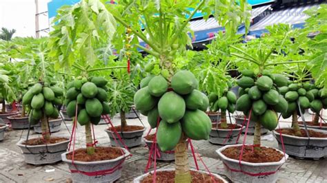 How to Grow Papaya in Pots - Plant Instructions