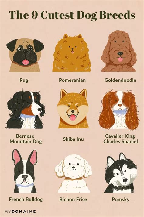 Meet 30 of the Cutest Dog Breeds in the World | Cute dogs breeds, Dog breeds, Cute dogs