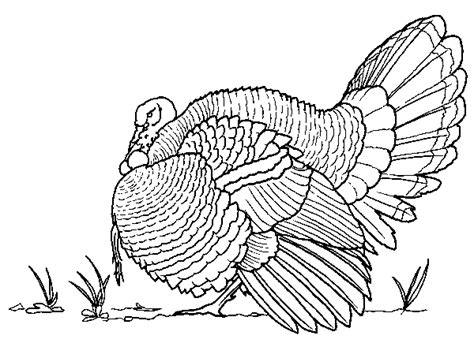 Realistic Wild Turkey Coloring Pages Coloring Pages