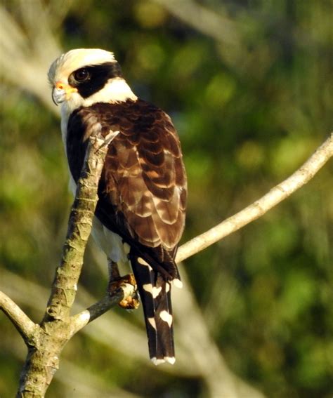 Amazon Birdwatching - Yasuni Tour - Yasuni Rainforest - Ecuador Amazon