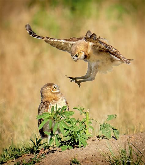 Baby Burrowing Owl Attack Photograph by Judi Dressler - Pixels