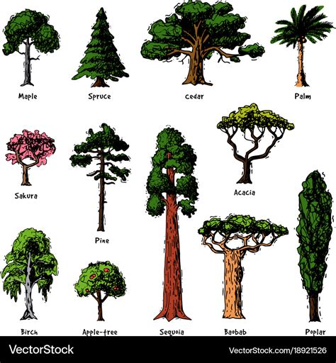 √ Types Of Forest Trees - Alumn Photograph