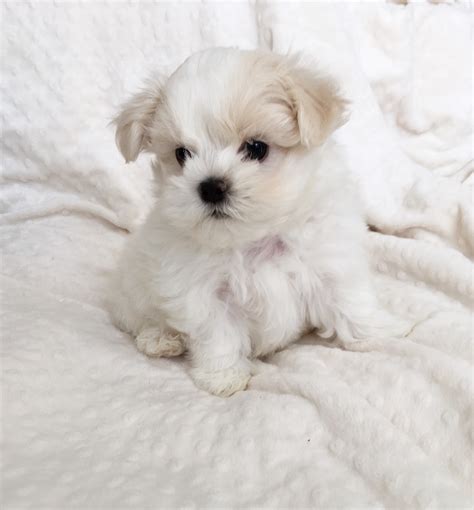 Teacup Maltese Puppy for sale! - iHeartTeacups