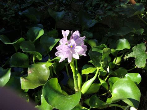 Floating Pond Plants – How To Use Floating Plants For Ponds