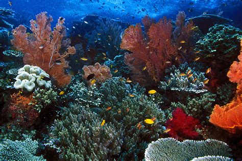 Tipe-Tipe Terumbu Karang Berdasarkan Bentuknya | Fringing Reefs ...