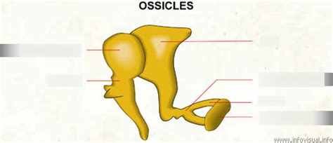 Ossicles Diagram | Quizlet