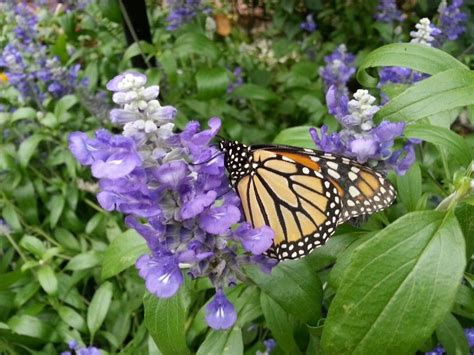 Monarch at The Original Butterfly House on Mackinac Island | Mackinac island, Mackinac ...