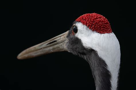 Red-Crowned Crane | Sean Crane Photography