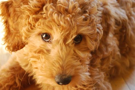 DSC_0405 | Lily the Labradoodle at 14 weeks close up. | rickhogan | Flickr