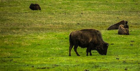 Buffalo Bison Animals - Free photo on Pixabay - Pixabay