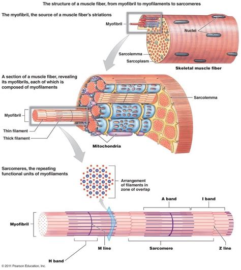 Human Muscle Cell Diagram - koibana.info | ชีววิทยา