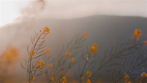 Download wallpaper 3840x2160 flowers, wildflowers, grass, yellow 4k uhd 16:9 hd background