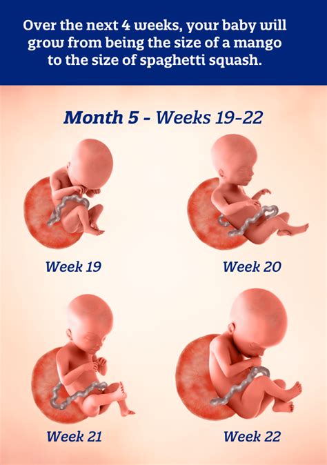 5 Months Pregnant: What to Expect | Enfamil