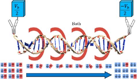 The schematic representation of ds-DNA is attached to left and right... | Download Scientific ...