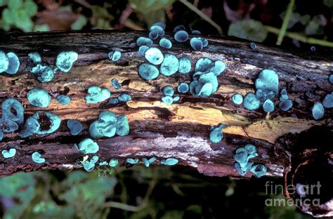 Blue Stain Fungi Photograph by Dr Keith Wheeler/science Photo Library - Fine Art America