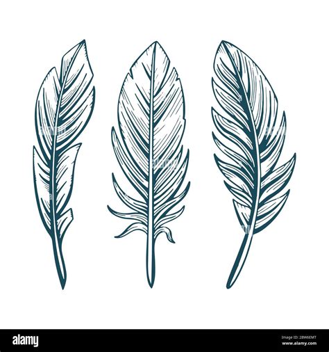 Vintage engraving feather Stock Vector Images - Alamy