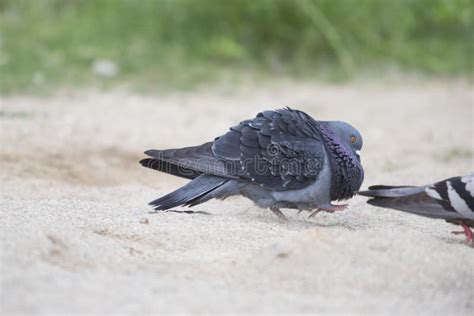 Male Pigeon Courting a Female Stock Image - Image of conceptual ...