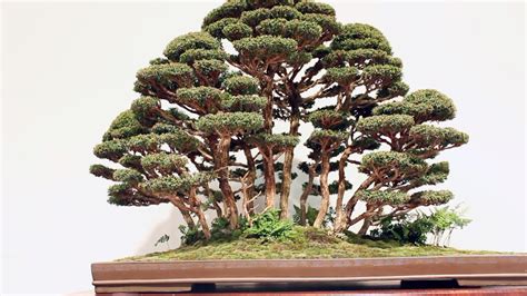 Forest Bonsai inspiration - YouTube