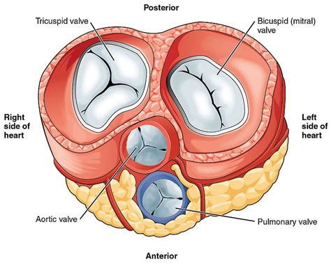 Aortic Semilunar Valve Heart Model