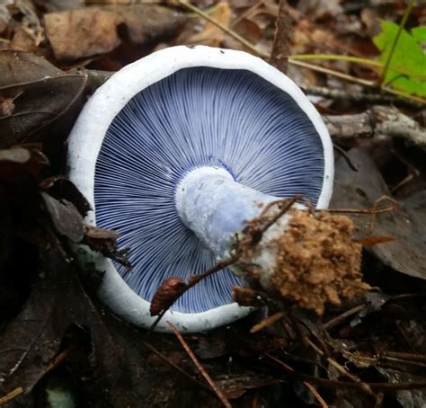 The Indigo Milk Cap A New Find For The Pacific Northwest – Foraged