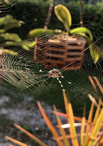 Spiny orb-weaver | Interesting Spider Bradenton, Florida Apr… | Flickr