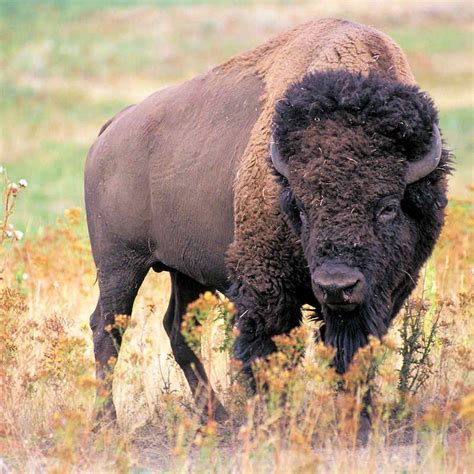 Oklahoma State Animal: American Buffalo, or Bison (Bison bison) | American bison, Animals wild ...