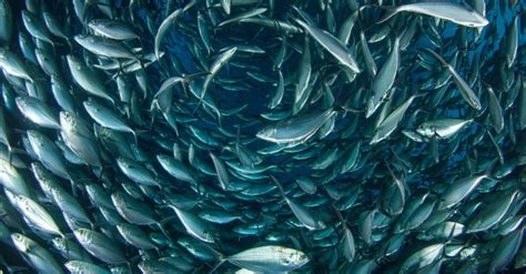 Albacore Tuna - Incredible Facts, Pictures - A-Z Animals