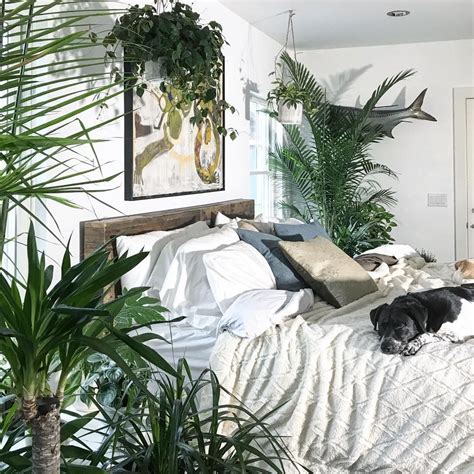 bedroom plants | Bedroom plants, Bedroom inspirations, Bedroom design