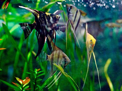 Aquarium Fish - Angelfish Pictures | Fun Animals Wiki, Videos, Pictures, Stories