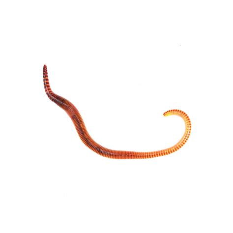 Small Worms (Dendrobaena) | Evolution Reptiles