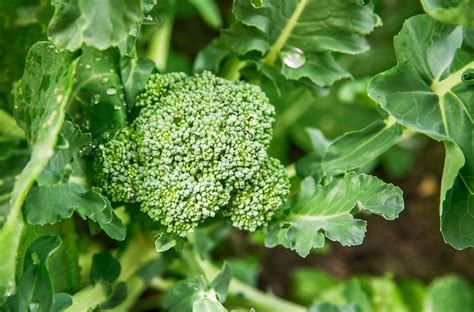 Popular Broccoli Cultivars – Planting Different Kinds Of Broccoli