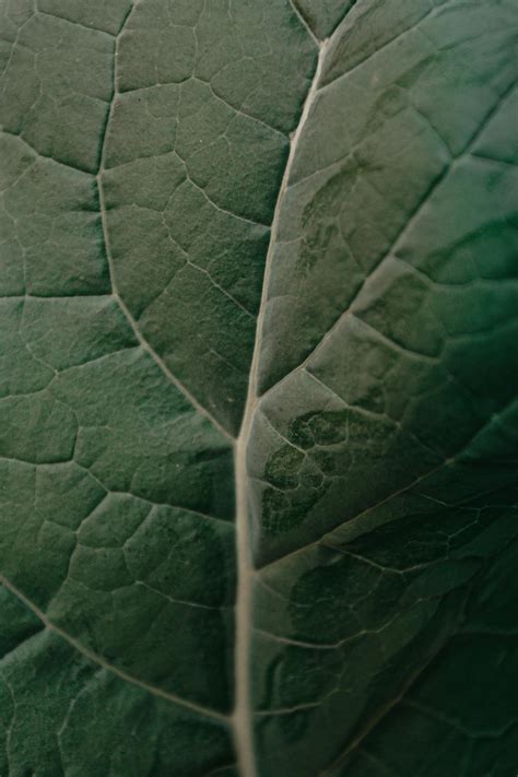 Green Leaf in Close Up Photography · Free Stock Photo