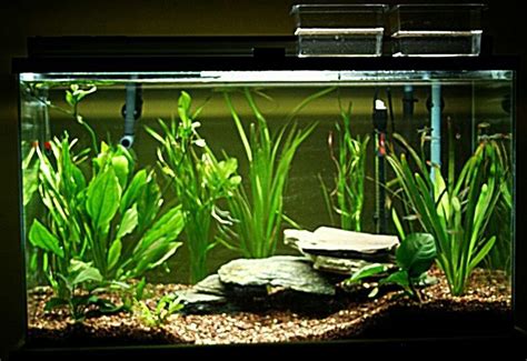 Angelfish aquarium | Aquarium fish tank, Aquarium setup, Freshwater aquarium plants