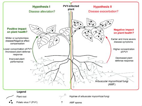 | Dual role of common mycorrhizal network in the development of ...