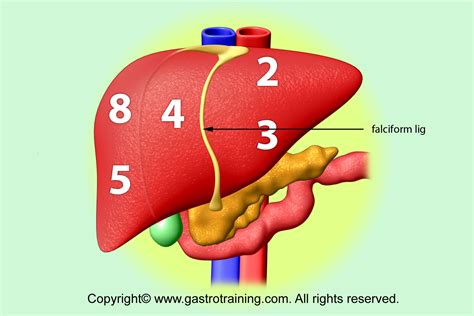 Liver Anatomy Segments