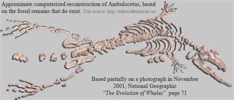 Cetacean Evolution: Pelvic Bones on Whales, Ambulocetus