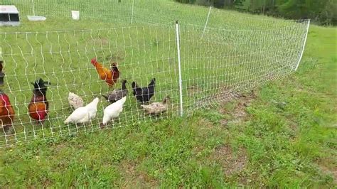 Premiere one electric poultry netting for ducks and chickens - YouTube