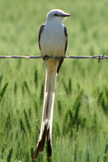 Oklahoma State Bird - explore - a photo on Flickriver