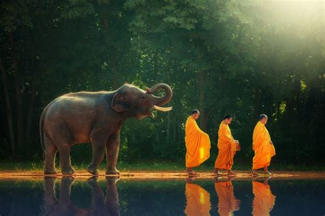 Thailand elephant walk behind monks or priests as a reflection of the shadow. | Elephant ...