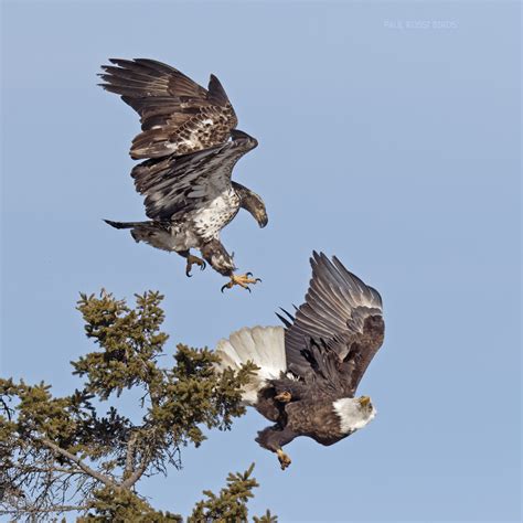 bald-eagle-attack | paulrossibirds