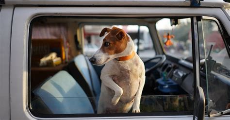 Dog in Car Window · Free Stock Photo