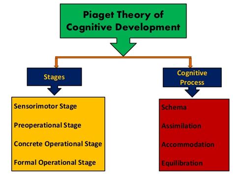 Jean Piaget's Theory of Cognitive Development