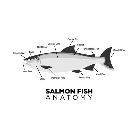 Premium Vector | Salmon fish vector anatomy for education