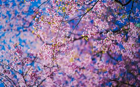 Download wallpaper 3840x2400 sakura, flowers, pink, branches 4k ultra hd 16:10 hd background